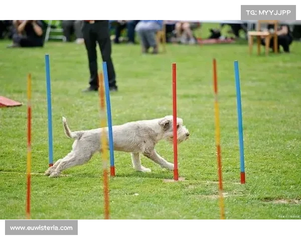 宠物技能提升全攻略 从基础训练到高级技巧全面解析 宠物技能提升全攻略 从基础训练到高级技巧全面解析